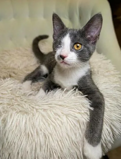 A baby small-sized male Domestic Short Hair cat named Admiral Meowington for adoption in Lawrenceville, GA
