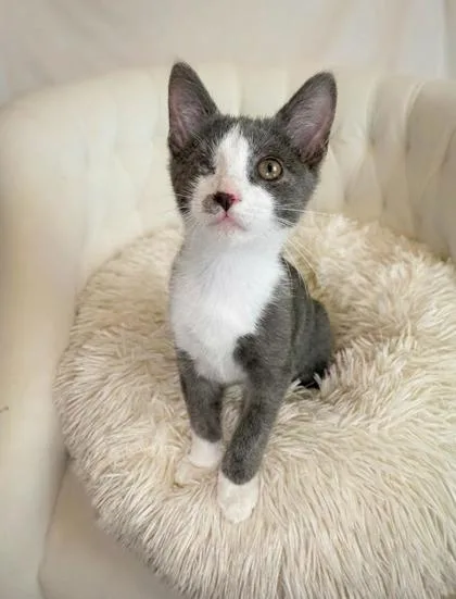 Admiral Meowington thumbnail 3