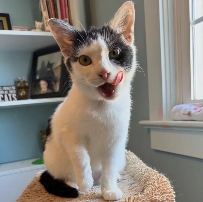 A baby medium-sized female Black & White / Tuxedo Domestic Short Hair cat named Merry for adoption in East Amherst, NY