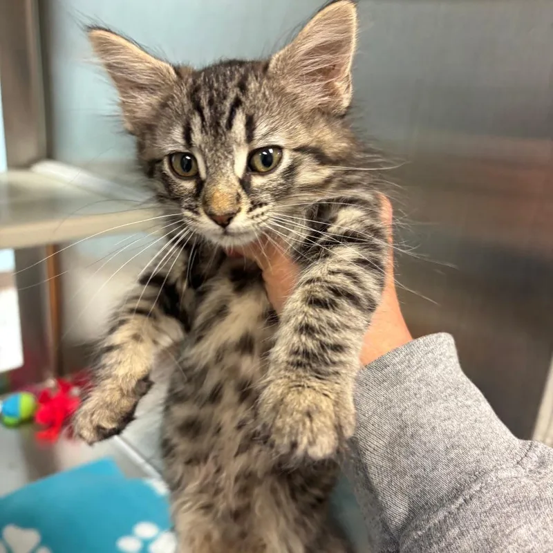 A baby small-sized female Brown / Chocolate Domestic Medium Hair cat named Apricot for adoption in Ottawa, KS