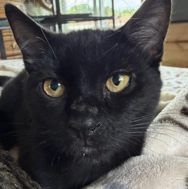 A baby medium-sized female Black Domestic Short Hair cat named Anchovy for adoption in North Huntingdon, PA