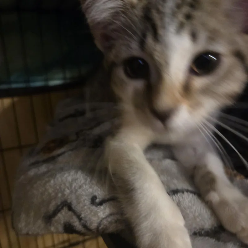 Ally thumbnail 2