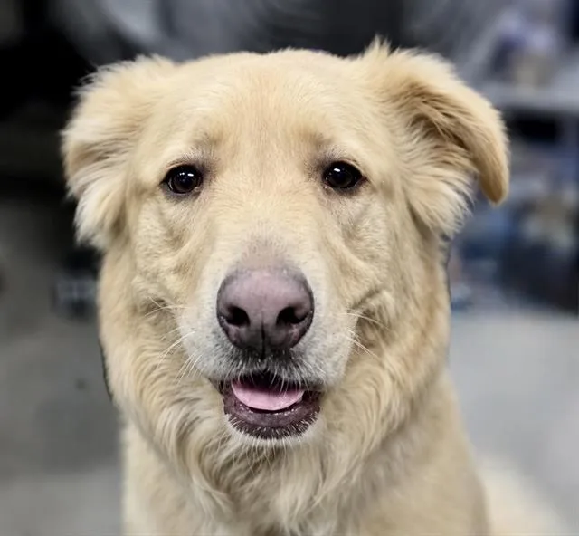 Walker
