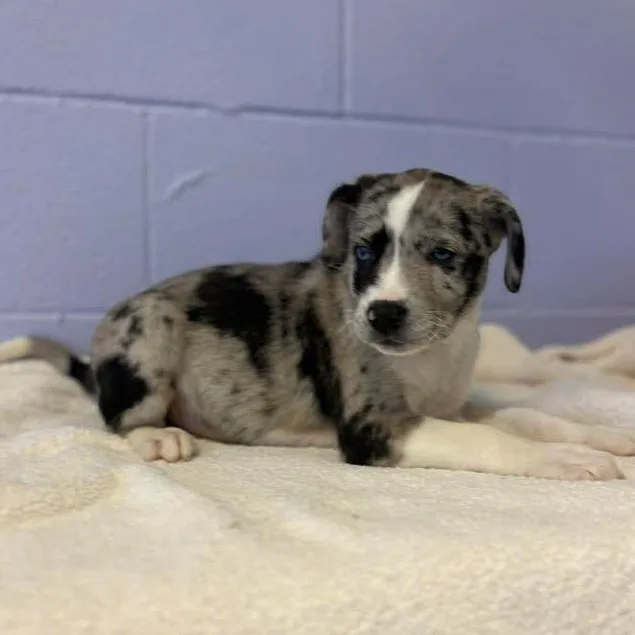 Merle Haggard thumbnail 2