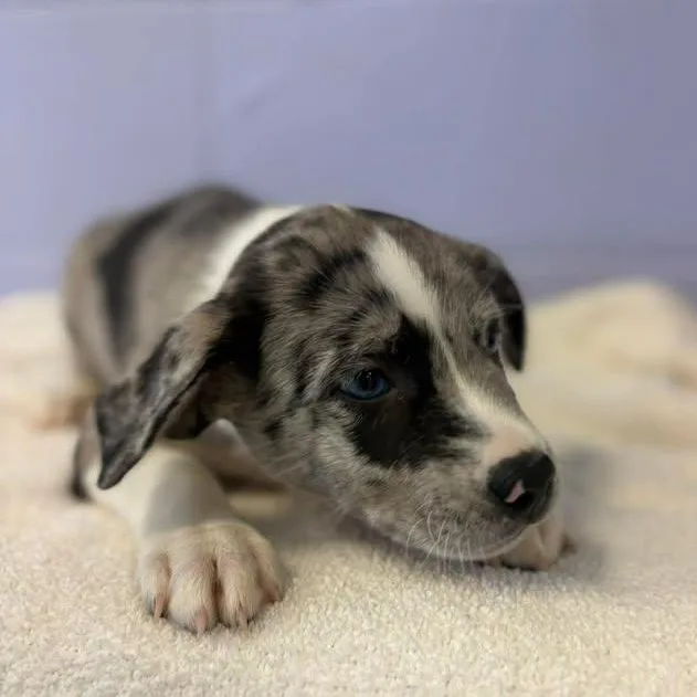 Merle Haggard thumbnail 3