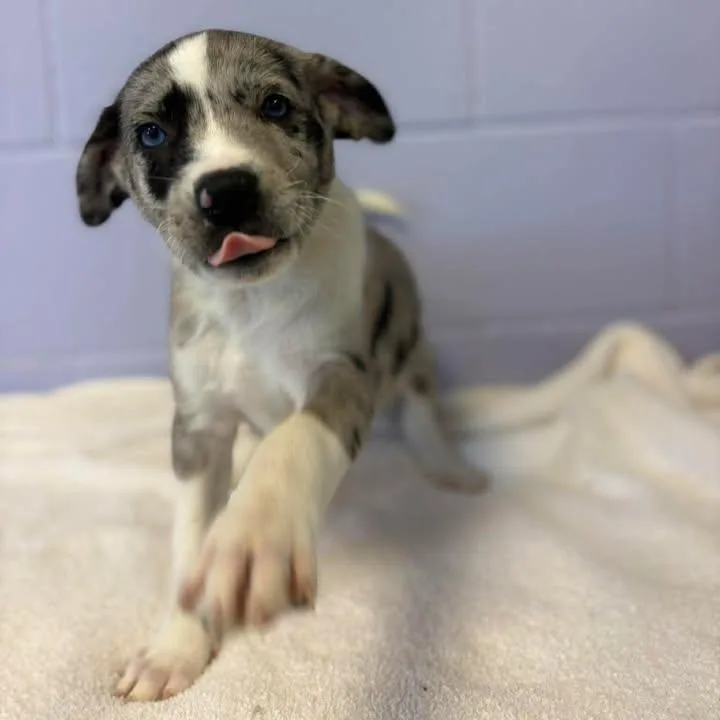 Merle Haggard thumbnail 4