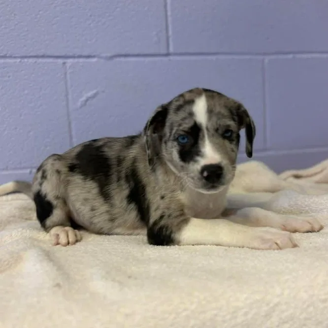 Merle Haggard thumbnail 5