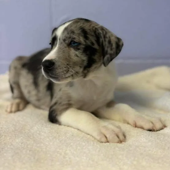 Merle Haggard thumbnail 6