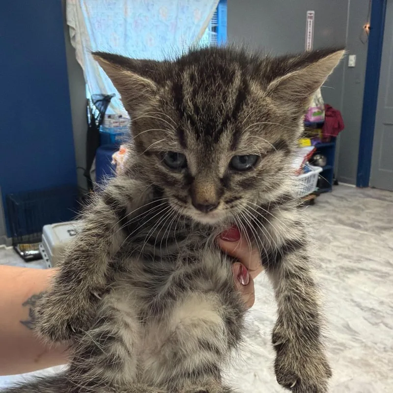 A baby small-sized female Gray / Blue / Silver Domestic Short Hair cat named Donna for adoption in Oak Hill, WV