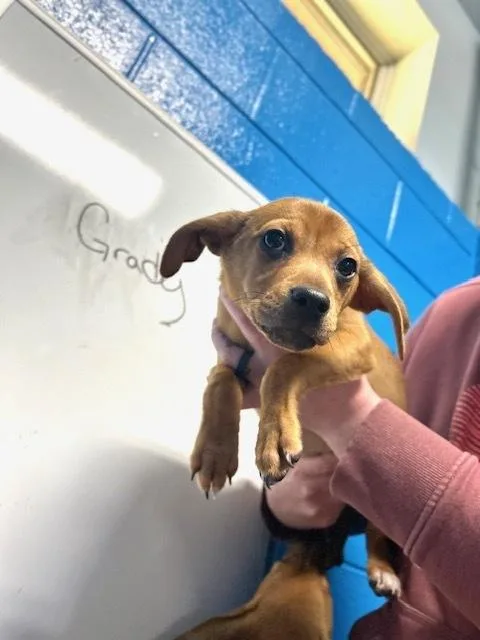 A baby small-sized male Brown / Chocolate Feist dog named Grady for adoption in Muskegon, MI