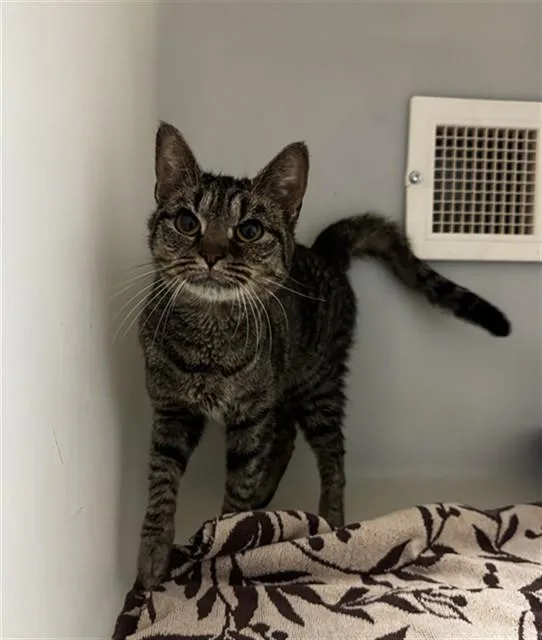 An adult medium-sized female Domestic Short Hair cat named Maxine for adoption in Statesville, NC