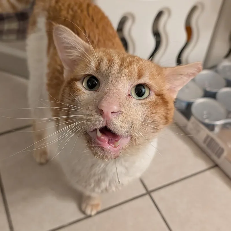 An adult large-sized male Orange / Red Domestic Short Hair cat named Oscar for adoption in Flower Mound, TX