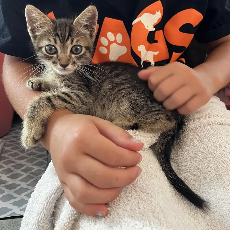 A baby small-sized female Brown / Chocolate Domestic Medium Hair cat named Sparkle Smash for adoption in Westminster, CA