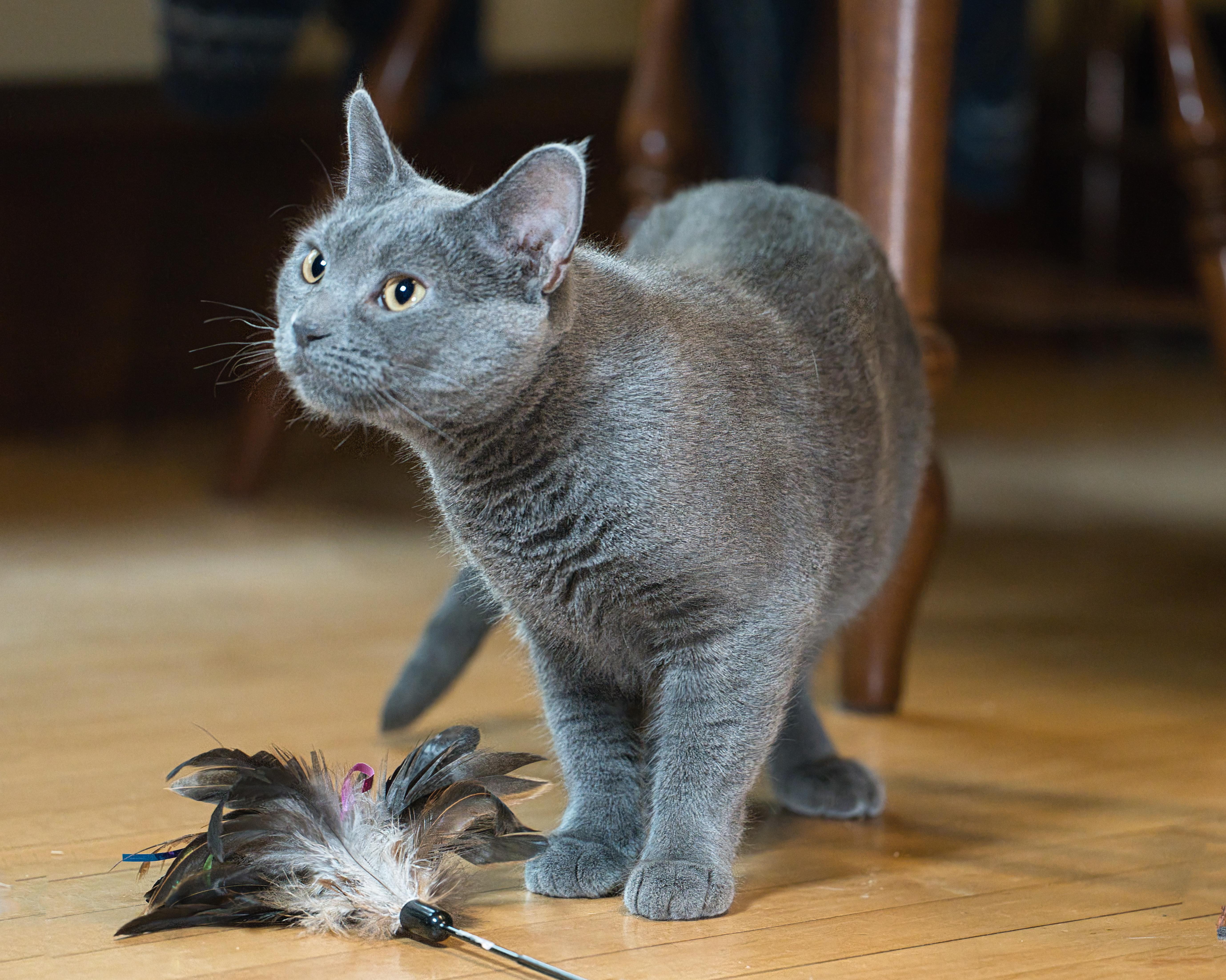 A young medium-sized female Gray / Blue / Silver Domestic Short Hair cat named Artemis for adoption in Milwaukee, WI