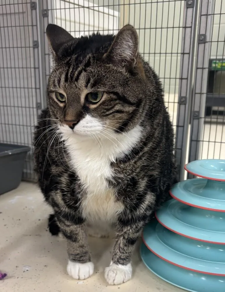 A senior large-sized male Domestic Short Hair cat named Ricky for adoption in Kalamazoo, MI