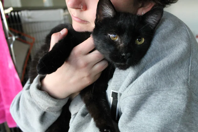 A young medium-sized male Domestic Short Hair cat named Harry for adoption in McCall, ID