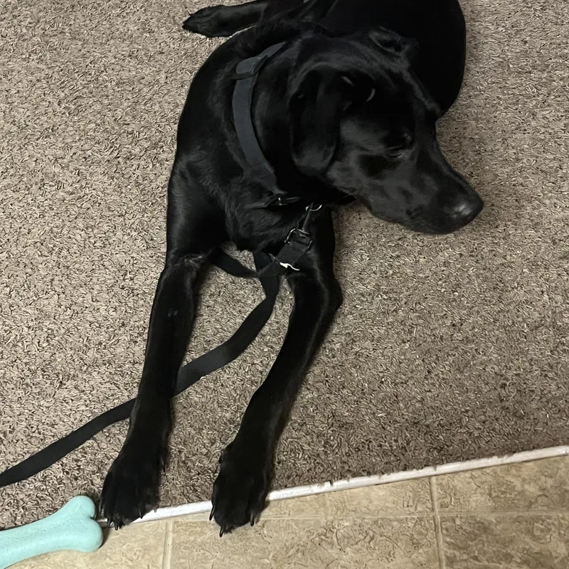 An adult large-sized male Black Labrador Retriever dog named Charlie for adoption in Dickinson, ND