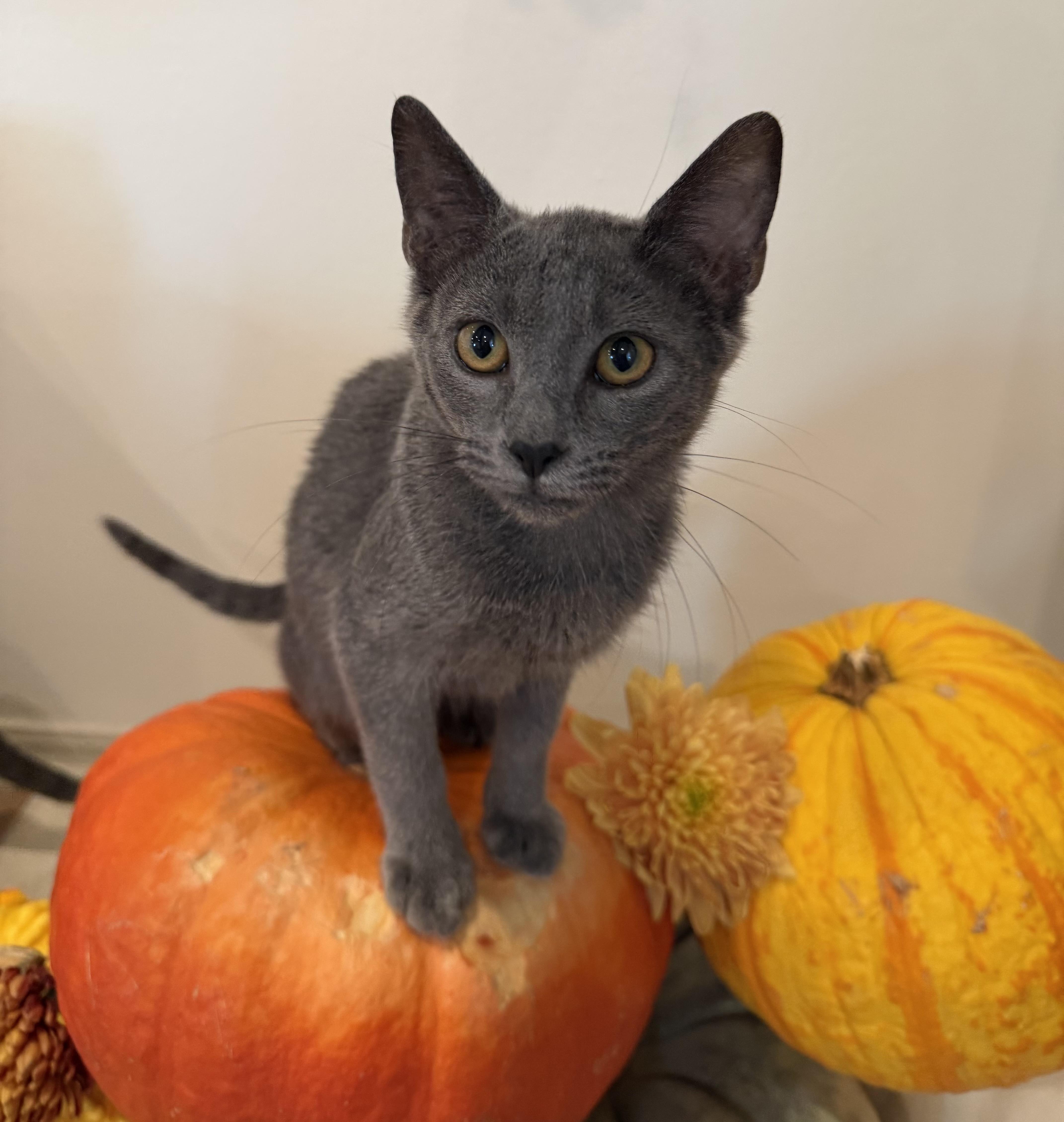 A young small-sized female Gray / Blue / Silver Domestic Short Hair cat named Misty for adoption in Noble, OK