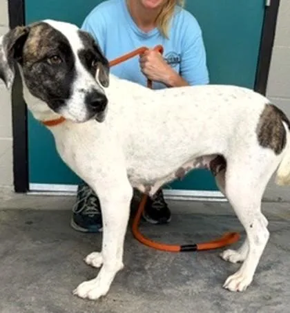 An adult medium-sized female Mixed Breed dog named Brianna for adoption in Madison, NJ