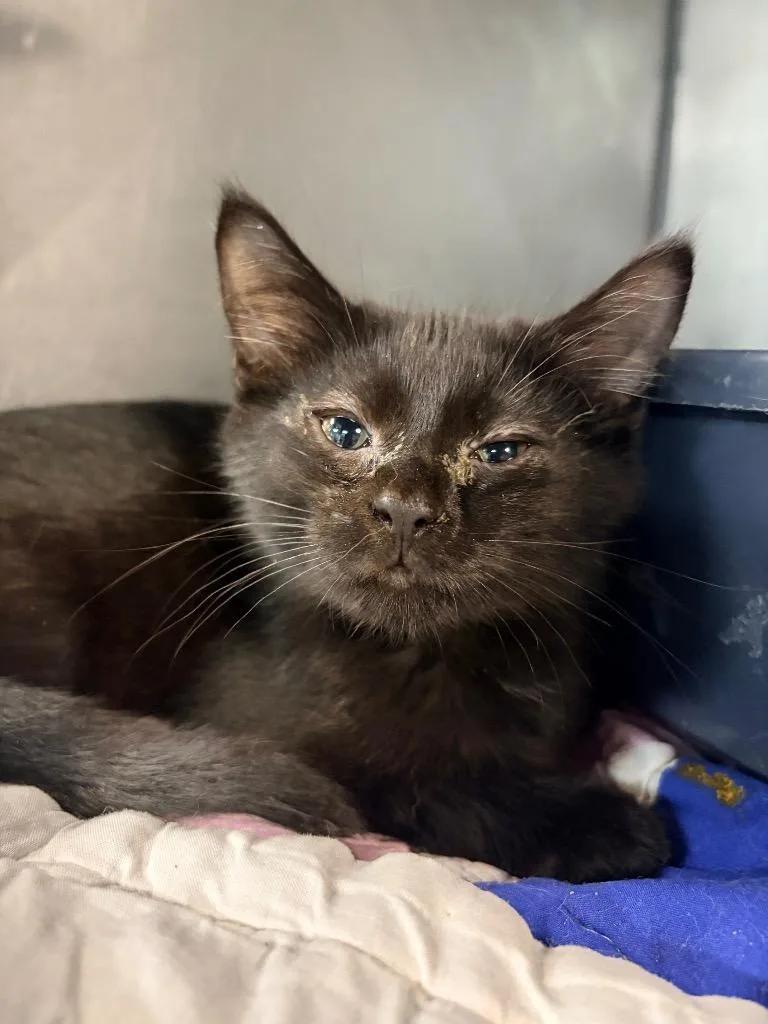 A baby medium-sized male Domestic Short Hair cat named Ozzy for adoption in Huntington, IN