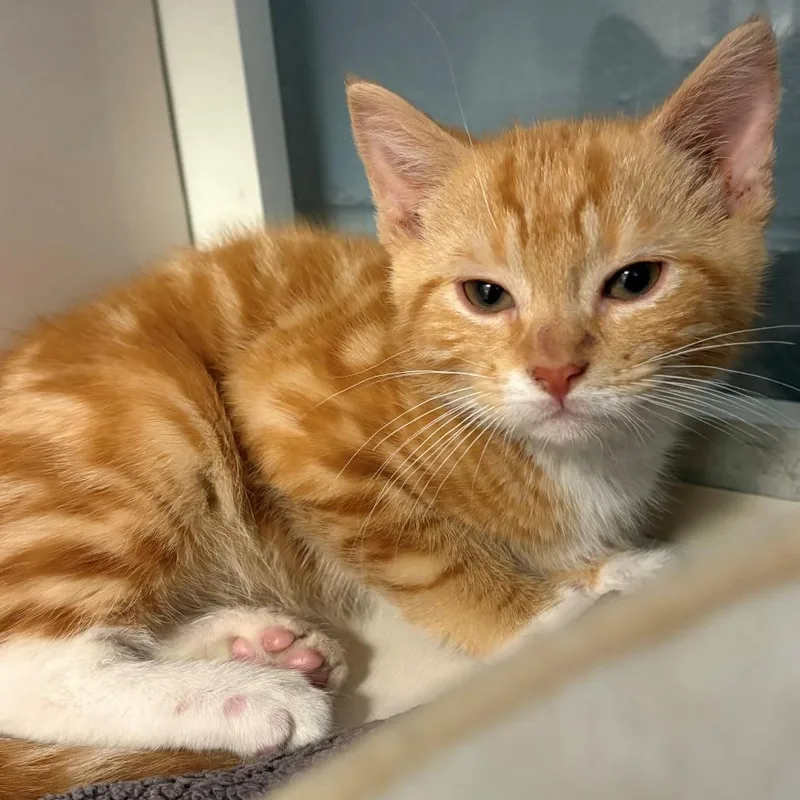 A baby small-sized male Orange / Red Domestic Short Hair cat named Highlighter for adoption in East Hanover, NJ