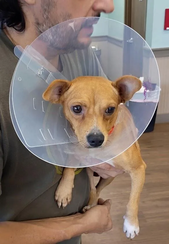 A baby small-sized male Chihuahua dog named Red for adoption in Paramus, NJ
