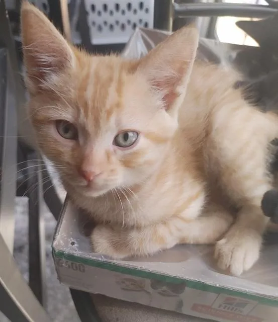 A baby small-sized male Domestic Short Hair cat named Brownie for adoption in Colorado Springs, CO