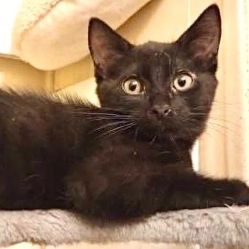 A young small-sized male Black Domestic Short Hair cat named Onyx for adoption in Los Angeles, CA