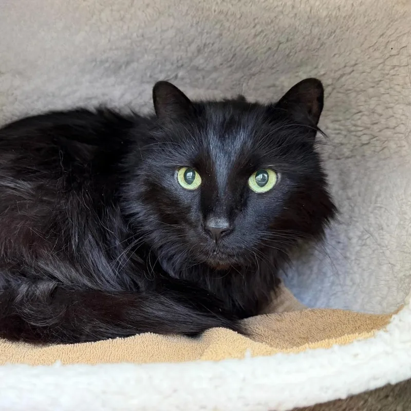 A senior medium-sized male Domestic Long Hair cat named Zuzu for adoption in State College, PA