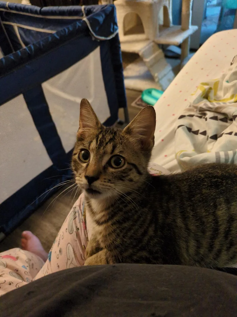 A baby small-sized male Tabby (Brown / Chocolate) American Shorthair cat named Boooal for adoption in North Chesterfield, VA