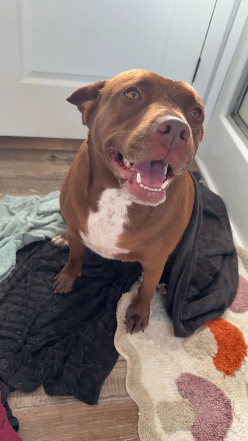 An adult large-sized female Pit Bull Terrier dog named Willow for adoption in Toney, AL