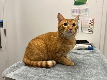 An adult large-sized male Orange / Red Domestic Short Hair cat named Mushy Peas for adoption in Kansas City, MO