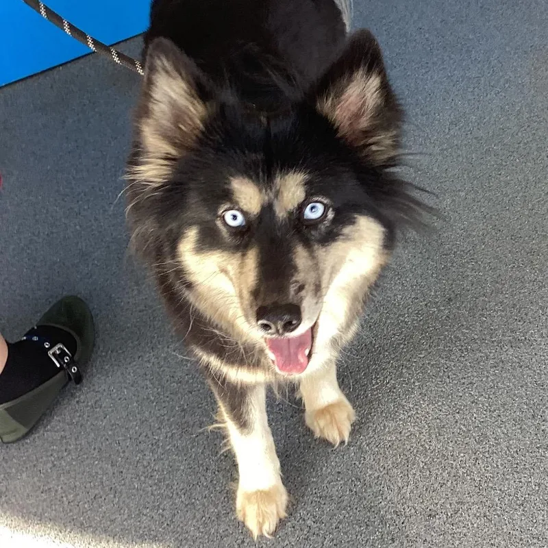 An adult medium-sized female Black Husky dog named Sweetie for adoption in Montgomery, AL