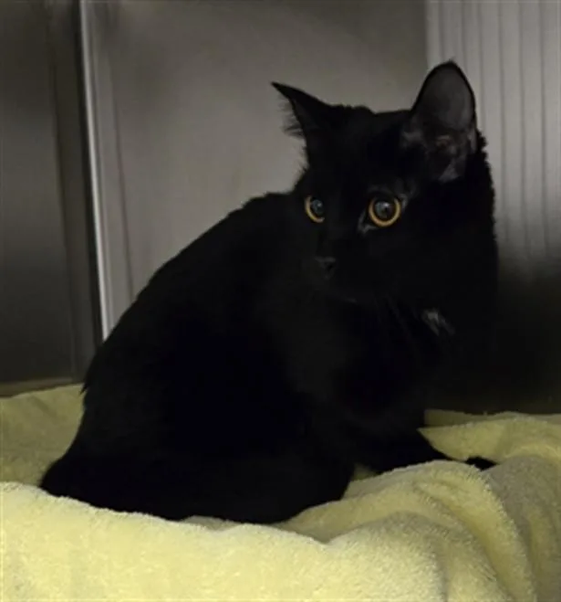 A young medium-sized female Domestic Short Hair cat named Nala for adoption in Derwood, MD