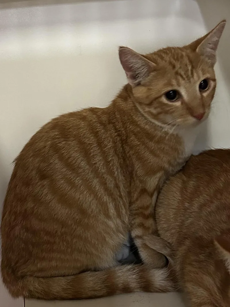 A young medium-sized male Tabby (Orange / Red) Domestic Short Hair cat named Sneaker for adoption in Mason City, IA