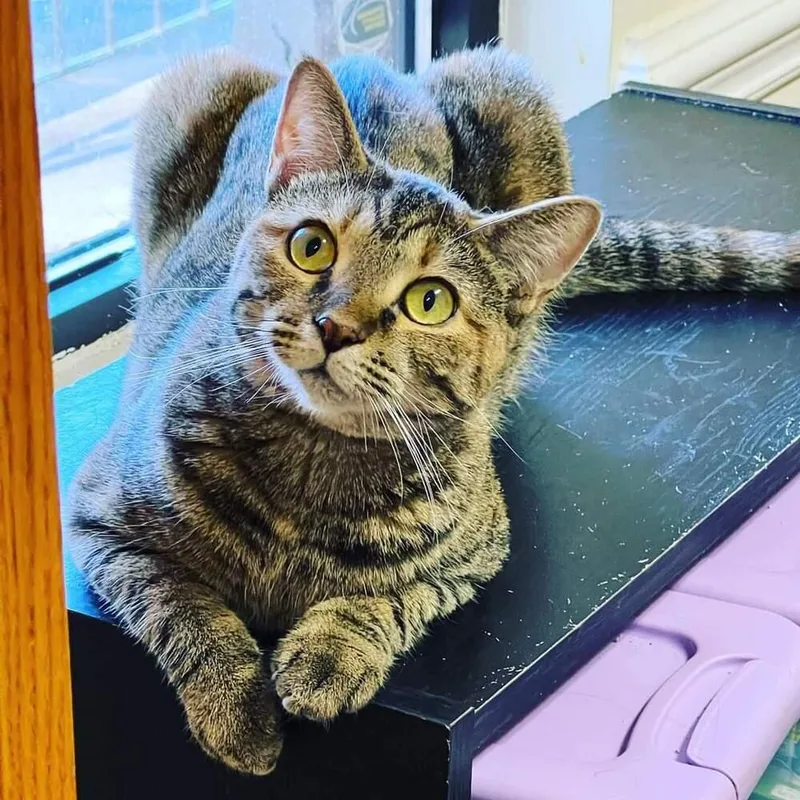 Hemeraread My Bio  thumbnail 2