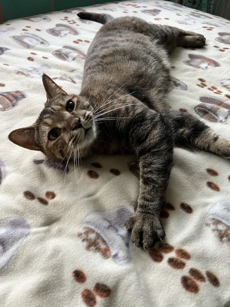 Hemeraread My Bio  thumbnail 3