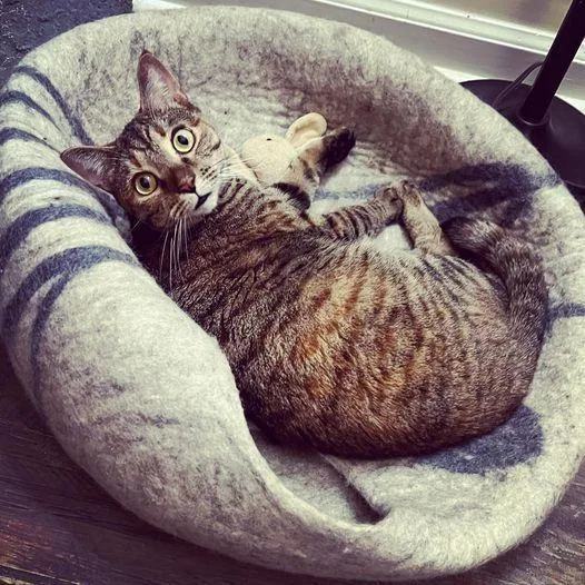 Hemeraread My Bio  thumbnail 4