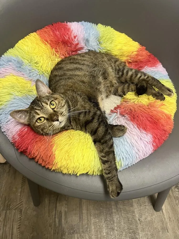 Hemeraread My Bio  thumbnail 6