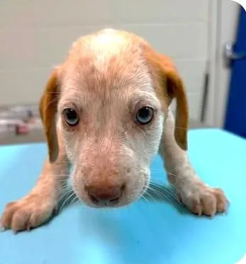 A baby medium-sized female Mixed Breed dog named Breezy Bubbles for adoption in Reston, VA