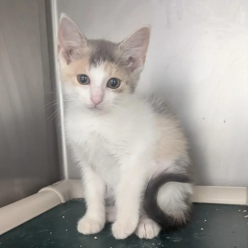 A baby small-sized female Calico Domestic Short Hair cat named Glacier for adoption in Evansville, IN