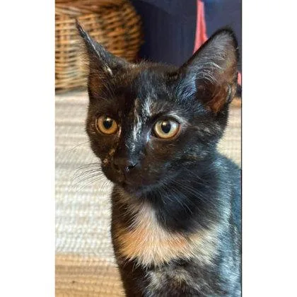 A baby medium-sized female Domestic Short Hair cat named Audrey Colleen  needs for adoption in Hudson, MA