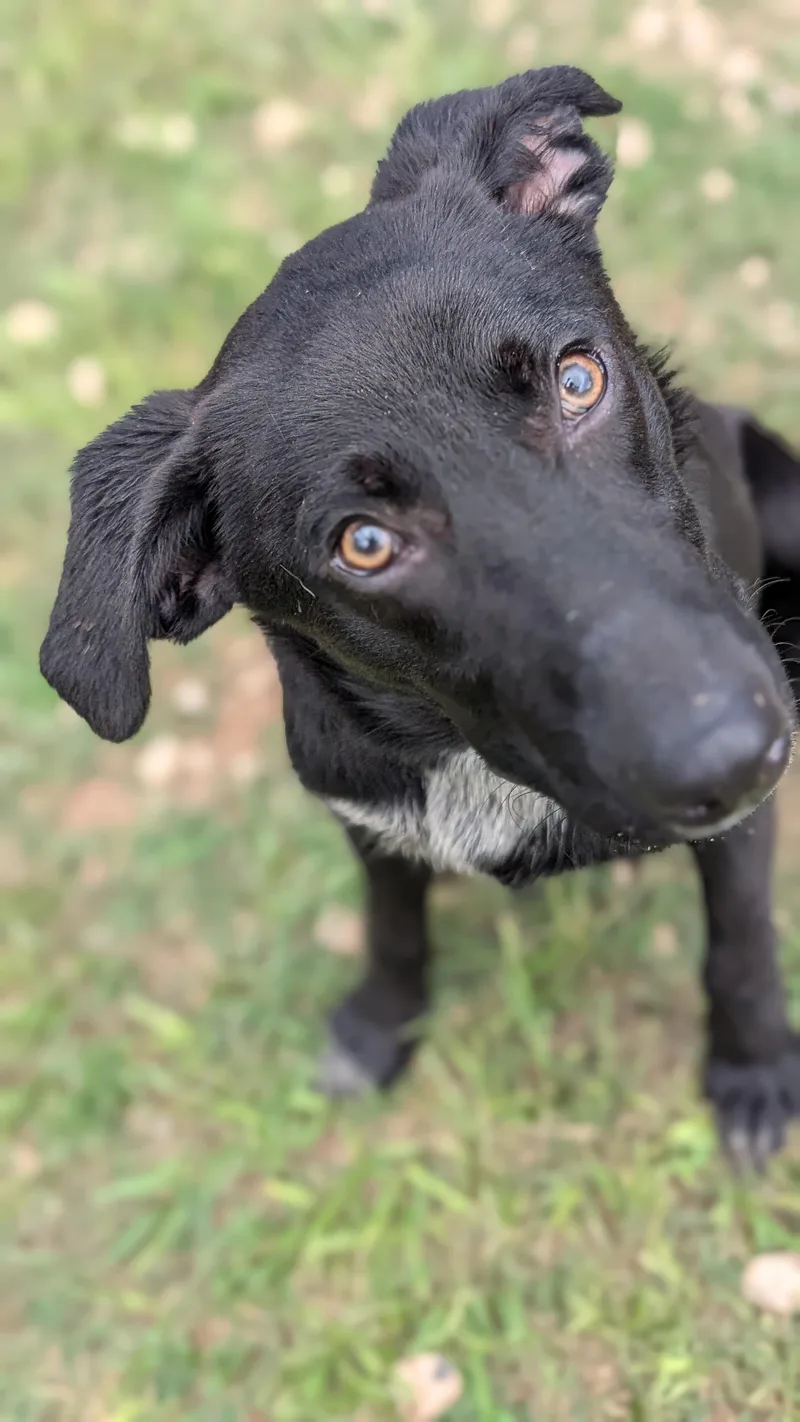 Licorice thumbnail 4