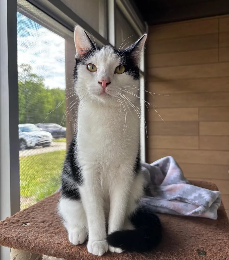 An adult medium-sized male Black & White / Tuxedo Domestic Short Hair cat named Usher for adoption in Frankfort, KY