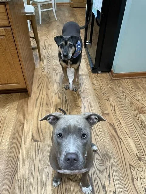 A young medium-sized female Gray / Blue / Silver Mixed Breed dog named Athena for adoption in Clinton Township, MI