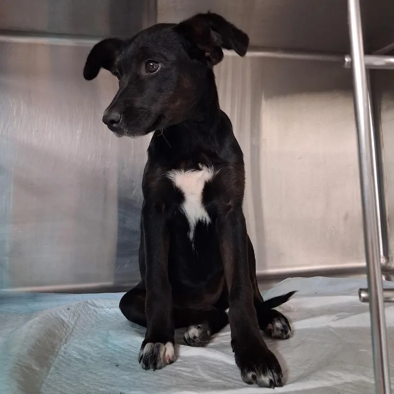 A baby small-sized female Black Mixed Breed dog named Jasmine for adoption in Pauls Valley, OK