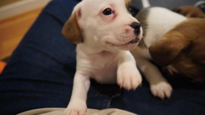 A baby medium-sized male Beagle dog named Koa for adoption in Herndon, VA