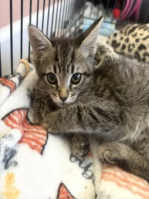 A baby small-sized male Domestic Short Hair cat named Tyler for adoption in Camarillo, CA