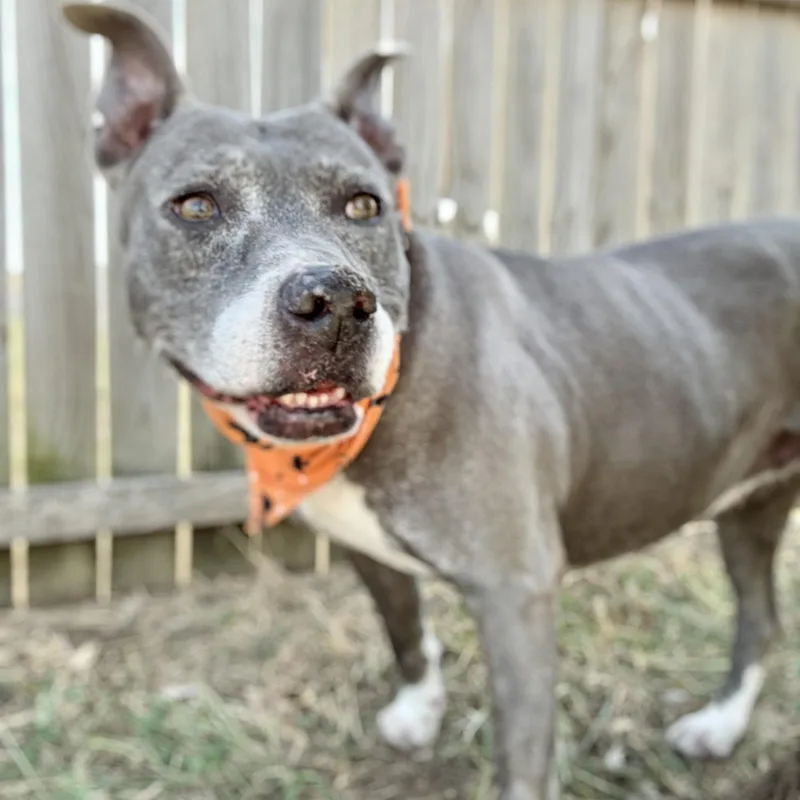 A senior medium-sized female Gray / Blue / Silver Pit Bull Terrier dog named Macy for adoption in Justin, TX