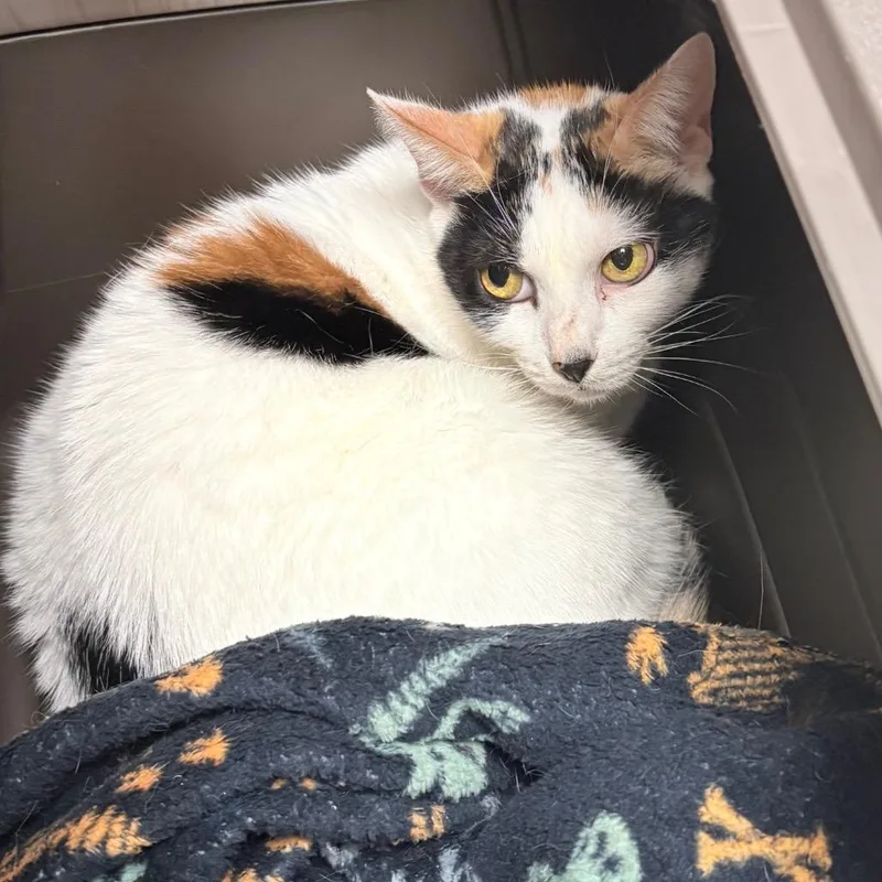 A senior small-sized female Calico Domestic Short Hair cat named Eva for adoption in Philadelphia, PA